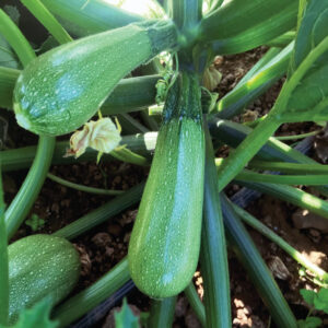 SQUASH CALABACITA 25 LB - Image 2