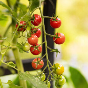 GRAPE TOMATOES 12/10 OZ - Image 2