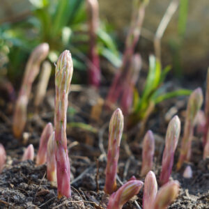 Asparagus isn’t just a versatile ingredient in the kitchen: Fun Facts