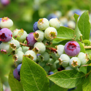 Blueberries: Fun Facts