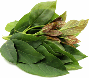 AVOCADO LEAF
