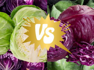 Red and Green Cabbage SMACKDOWN!: Fun Facts